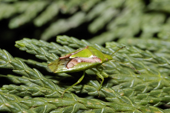 Acanthosomatidae: Cyphostethus tristriatus nel Parco Ticino